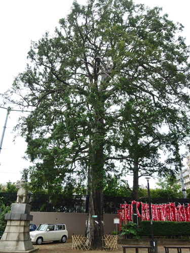 下神明天祖神社は榧の御神木がパワースポット！驚きの見どころとは