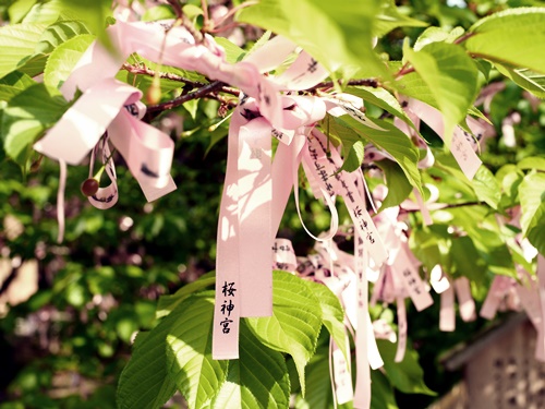 桜神宮は多くの神様がいるパワースポット！花帯で河津桜に願掛けしよう