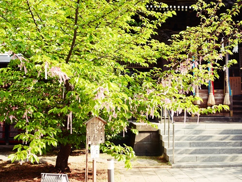 桜神宮は多くの神様がいるパワースポット！花帯で河津桜に願掛けしよう